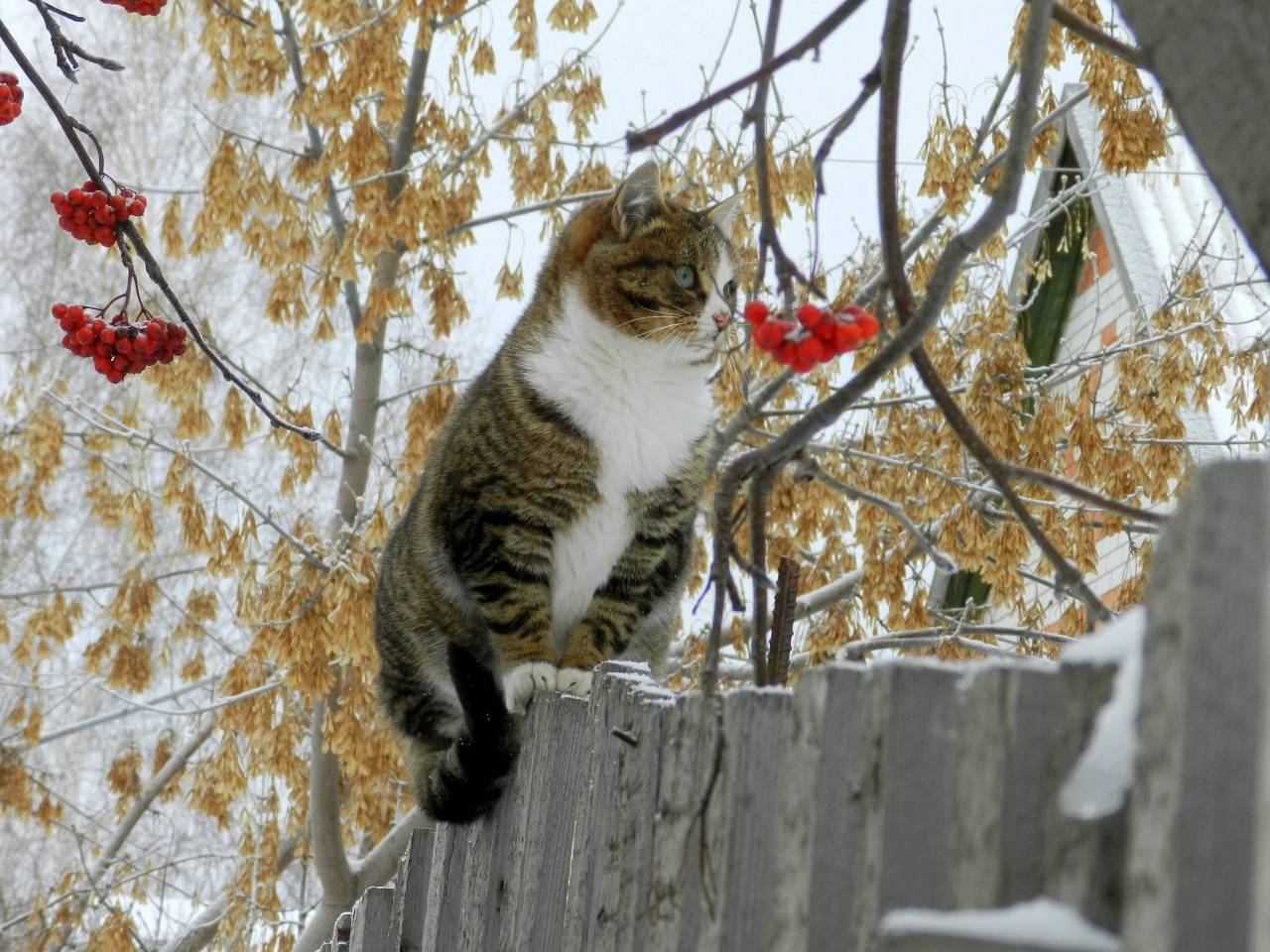 Кот и первый снег